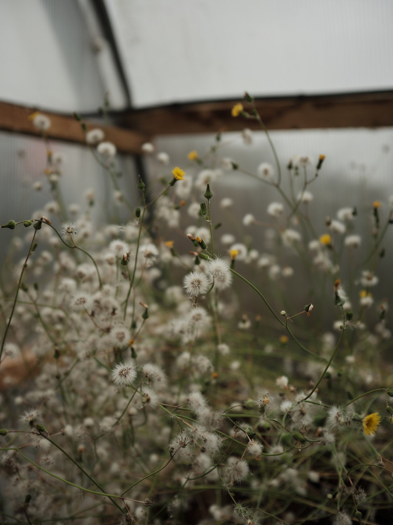 Pom Hat "Harbour" - Oat, Field Green, Pine
