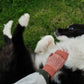 Fingerless Mitten "Brackish" - Iron Oxide & Swansdown - Pre-Order