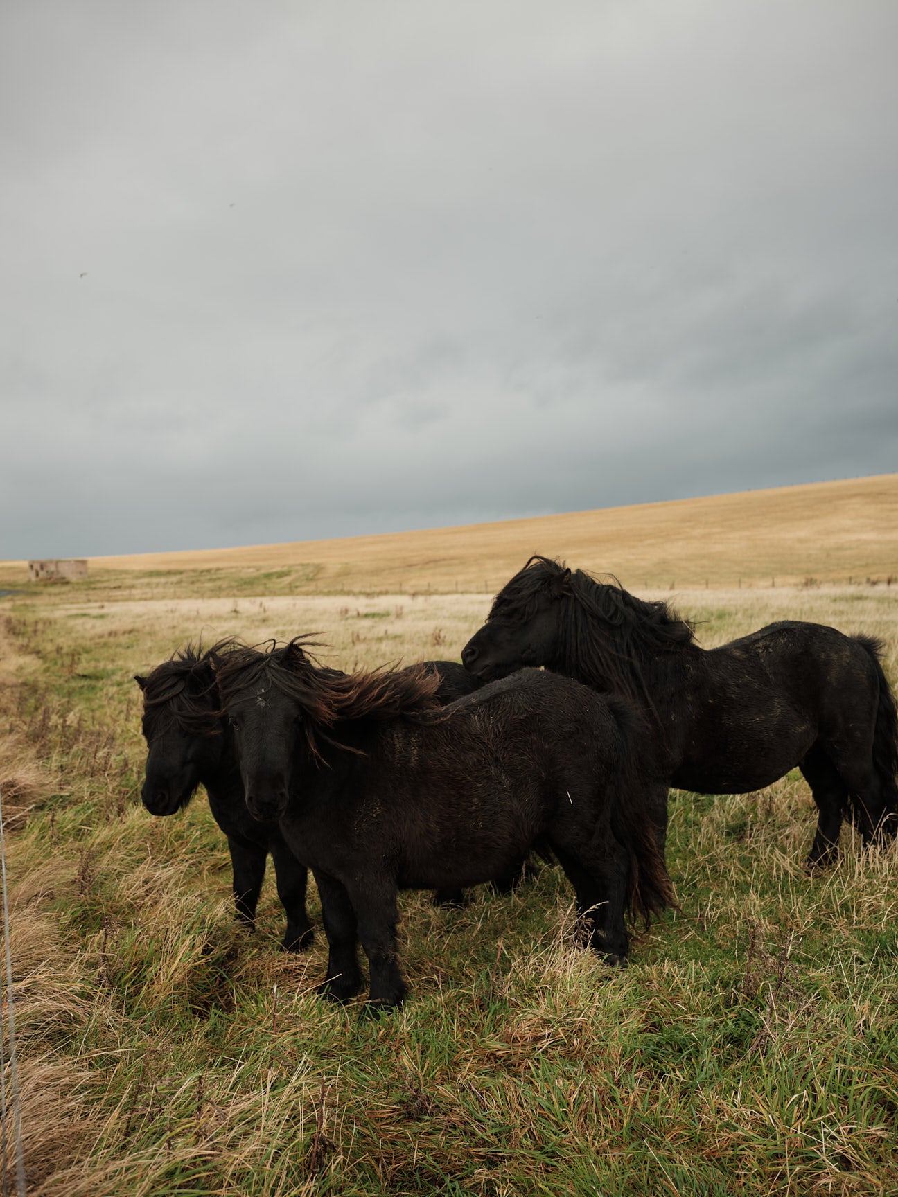 Scarf "Acre" - Field Green, Barley, Dove