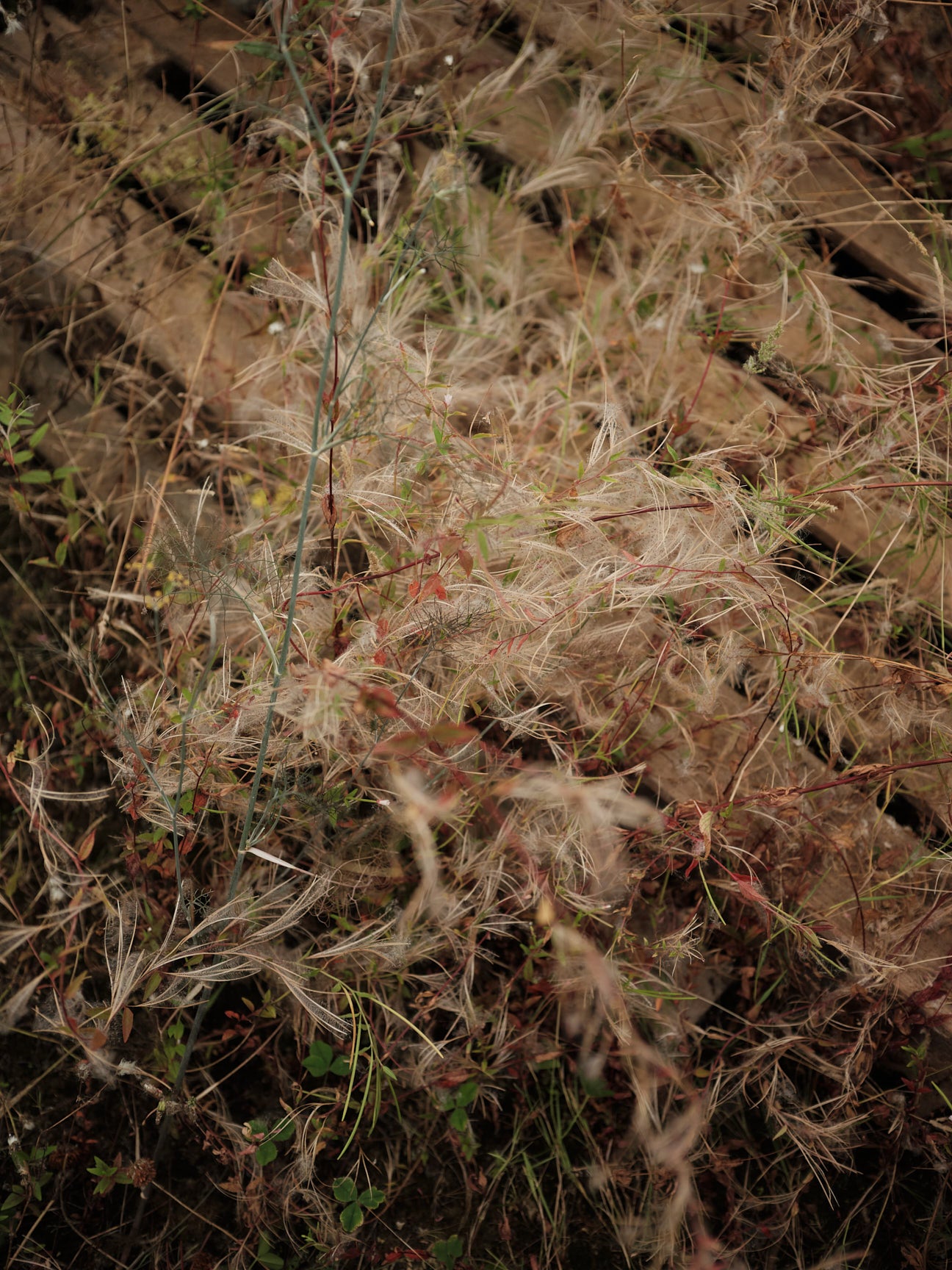Pom Hat "Arrow" - Oat & Rosehip